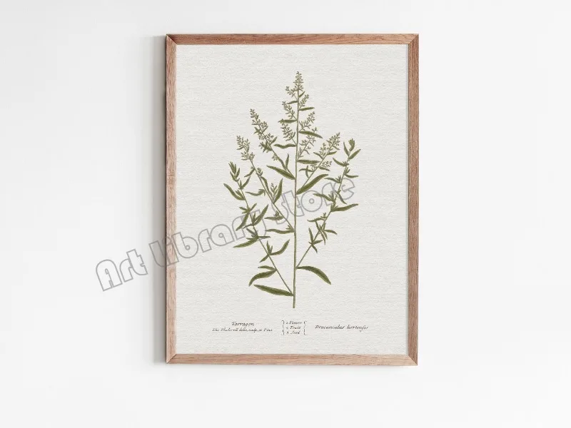 Plakat botaniczny - szałwia w stylu vintage Biały