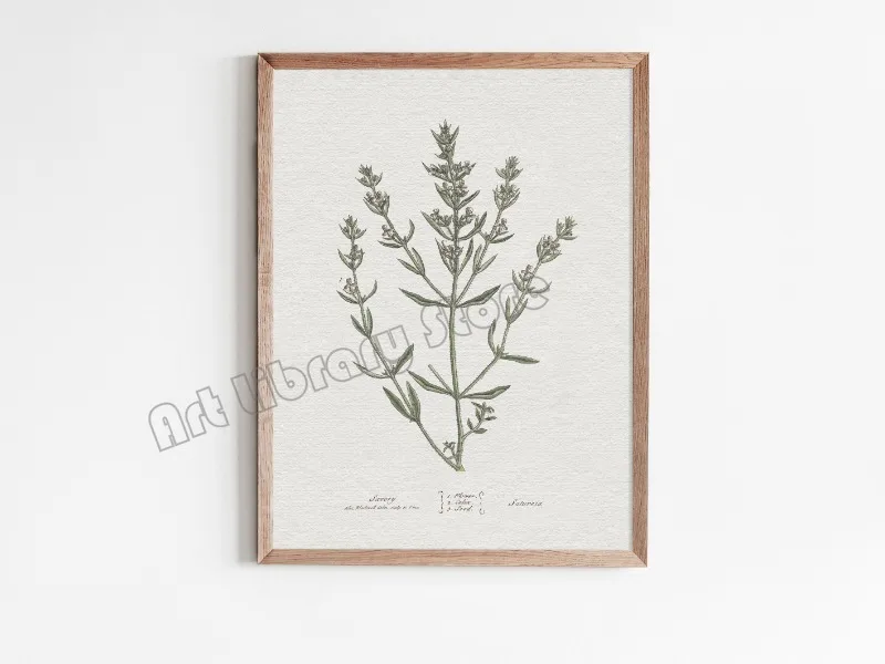Plakat botaniczny - szałwia w stylu vintage Burgundia