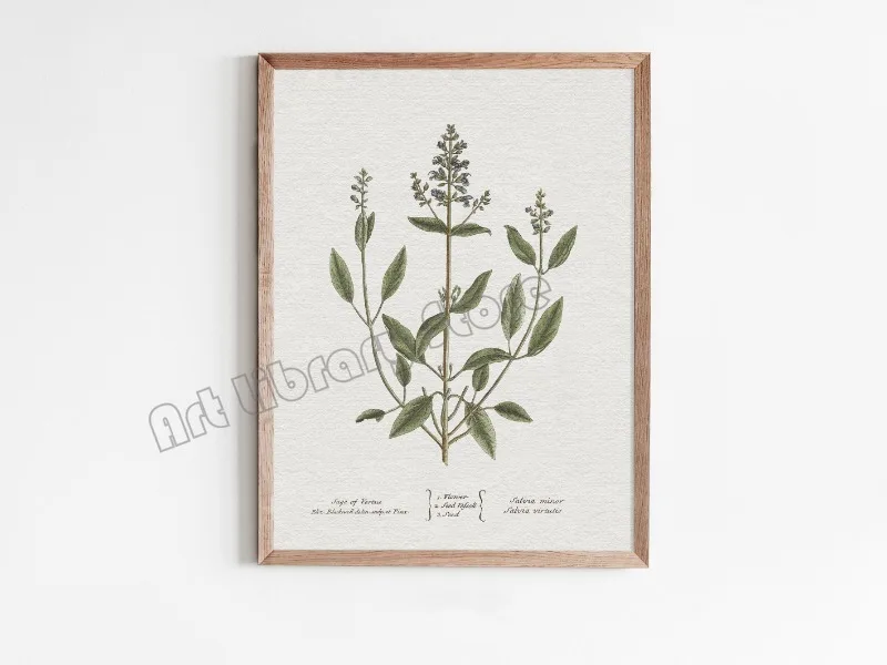 Plakat botaniczny - szałwia w stylu vintage Czerwony