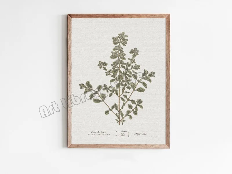 Plakat botaniczny - szałwia w stylu vintage Fioletowy