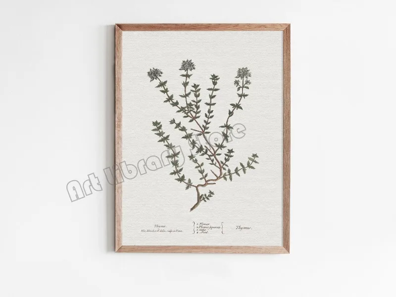 Plakat botaniczny - szałwia w stylu vintage Jasnoszary