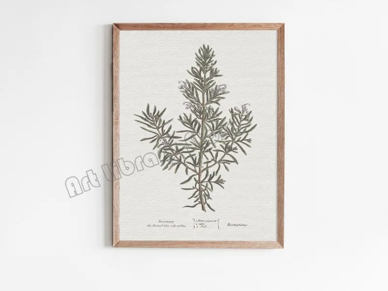 Plakat botaniczny - szałwia w stylu vintage Zielony