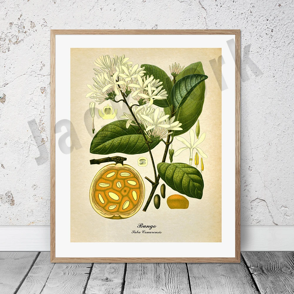 Plakat botaniczny vintage z palmą i owocami Fuksja