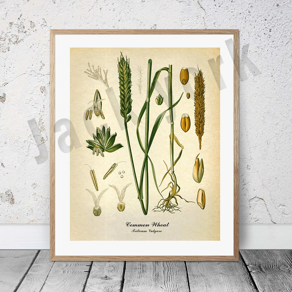 Plakat botaniczny vintage z palmą i owocami Głęboka zielona