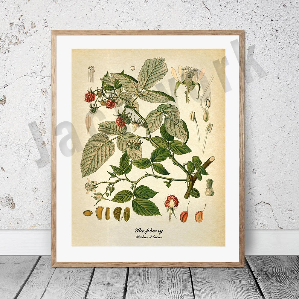 Plakat botaniczny vintage z palmą i owocami Głęboki niebieski