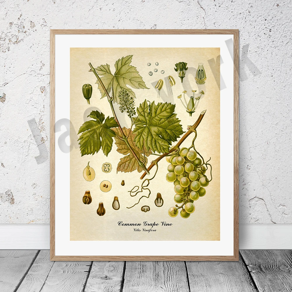 Plakat botaniczny vintage z palmą i owocami Jezioro błękitne