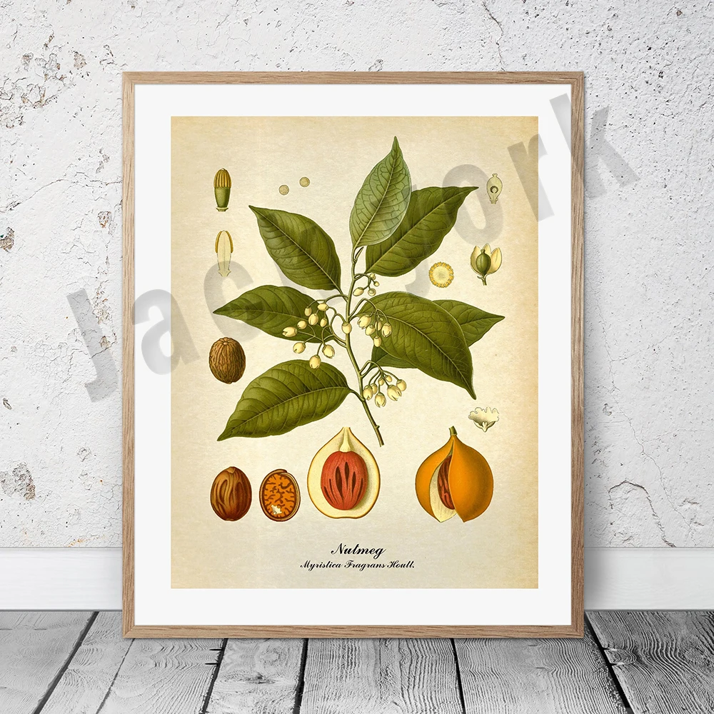 Plakat botaniczny vintage z palmą i owocami Koralowa czerwona