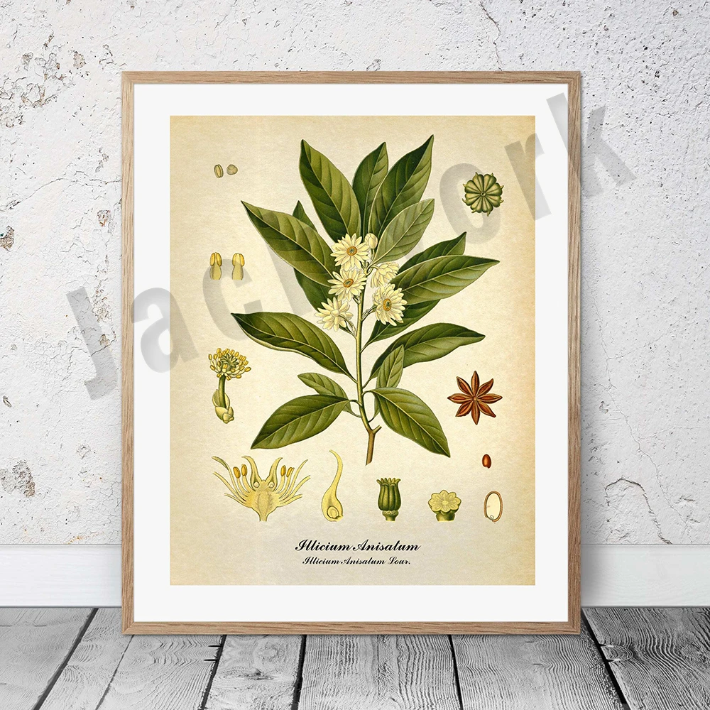Plakat botaniczny vintage z palmą i owocami Mięta