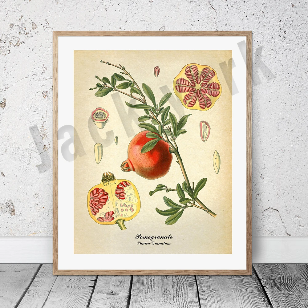 Plakat botaniczny vintage z palmą i owocami Róża czerwona