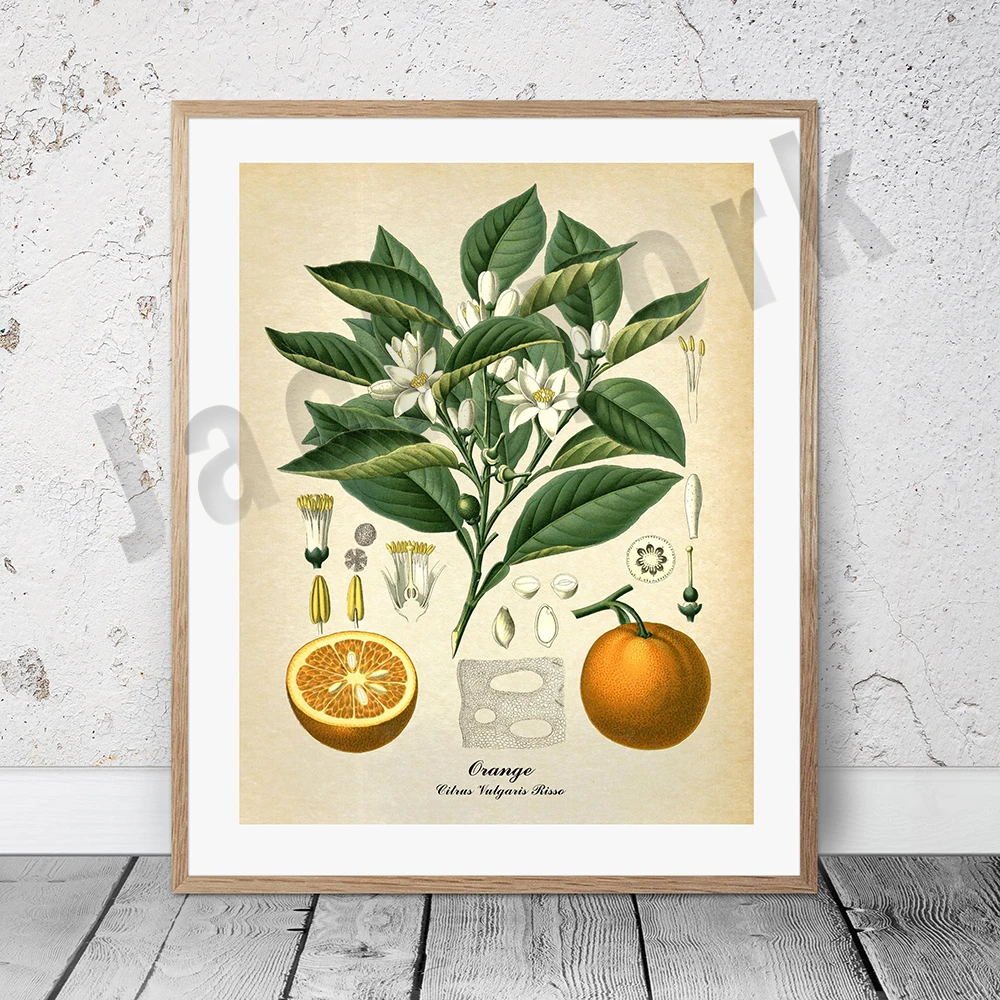 Plakat botaniczny vintage z palmą i owocami Srebrny