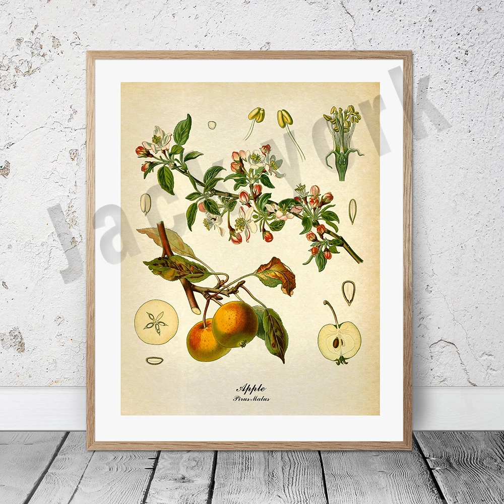 Plakat botaniczny vintage z palmą i owocami Szary