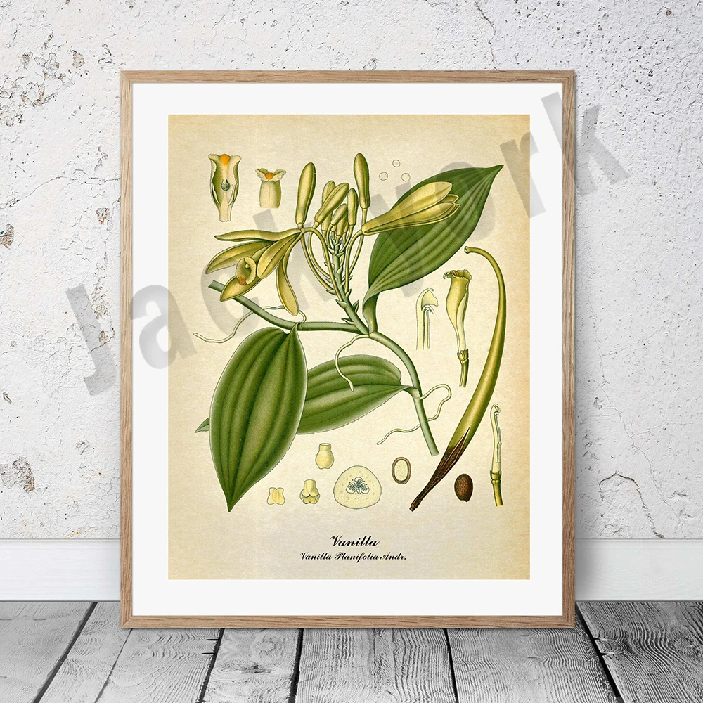 Plakat botaniczny vintage z palmą i owocami Szmaragdowa zielona