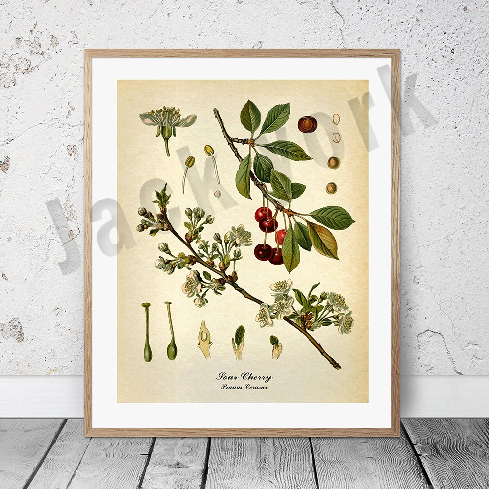 Plakat botaniczny vintage z palmą i owocami Turkusowy
