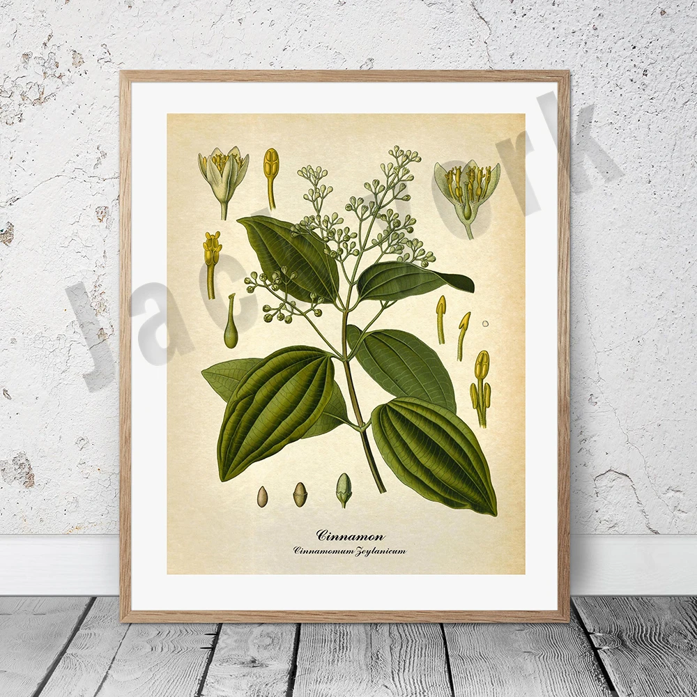 Plakat botaniczny vintage z palmą i owocami Zeleń i pomarańcz