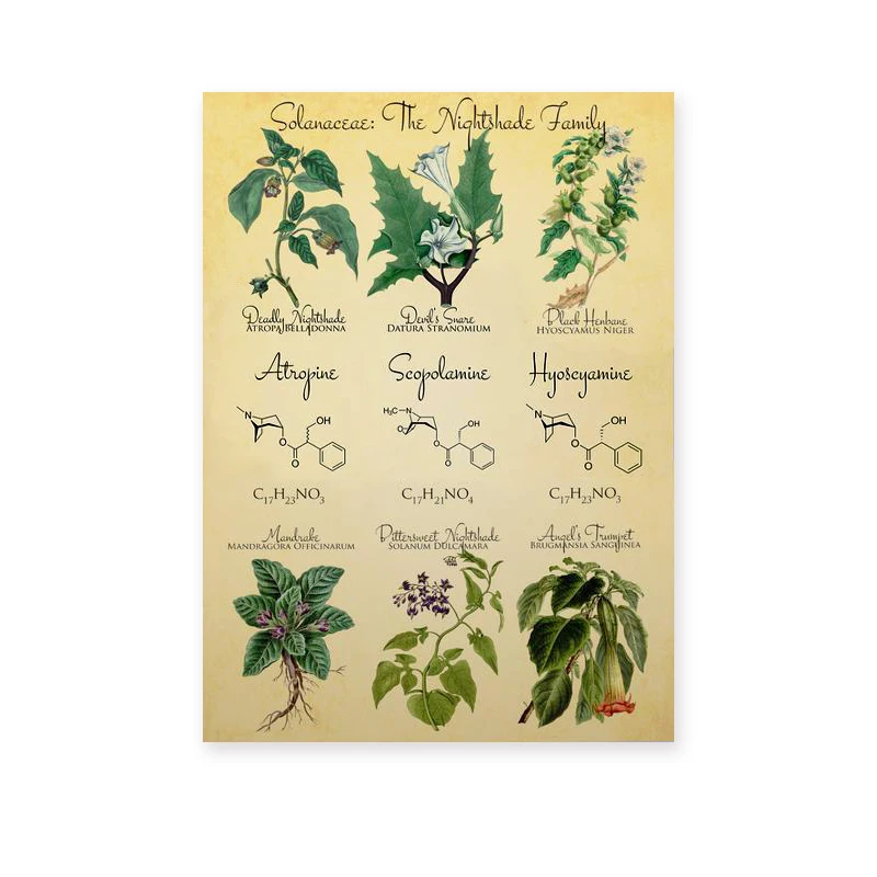Plakat botaniczny vintage - zioła w stylu aptekarskim Biały