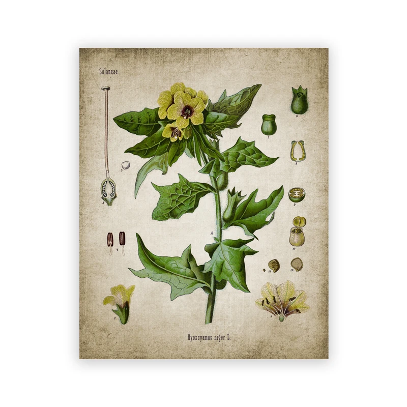Plakat botaniczny vintage - zioła w stylu aptekarskim Burgundia