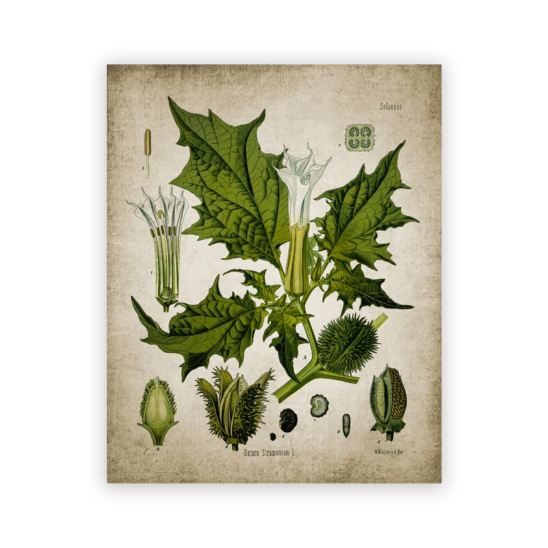 Plakat botaniczny vintage - zioła w stylu aptekarskim Czerwony