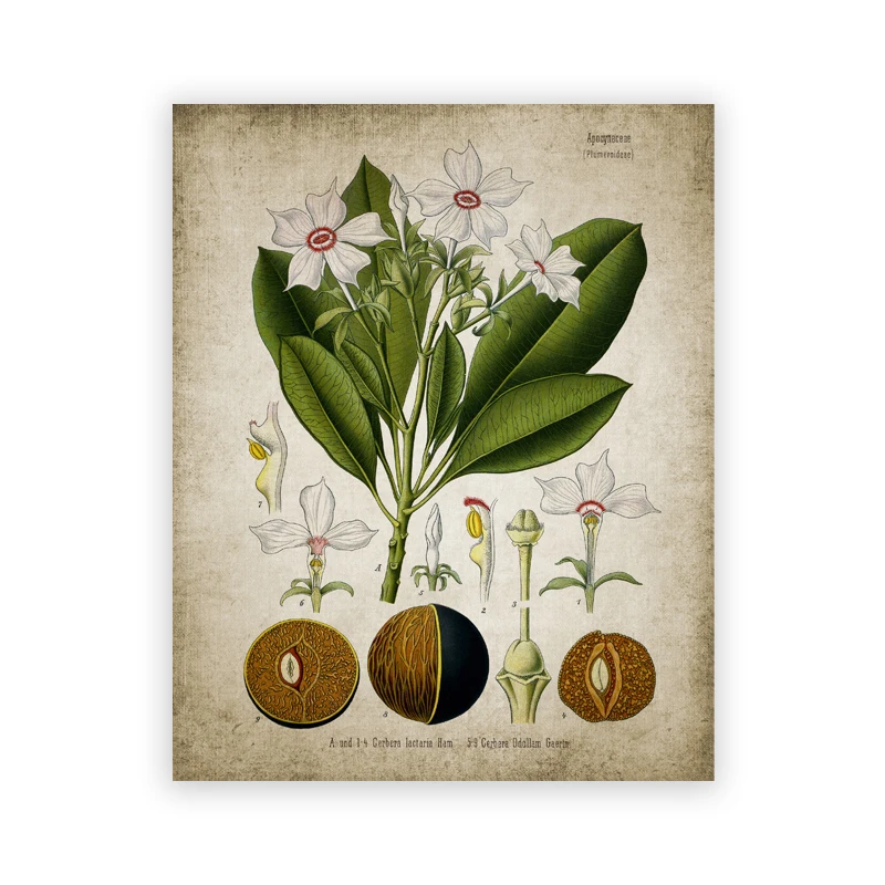 Plakat botaniczny vintage - zioła w stylu aptekarskim Fioletowy