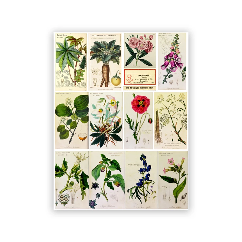 Plakat botaniczny vintage - zioła w stylu aptekarskim Jasnoszary