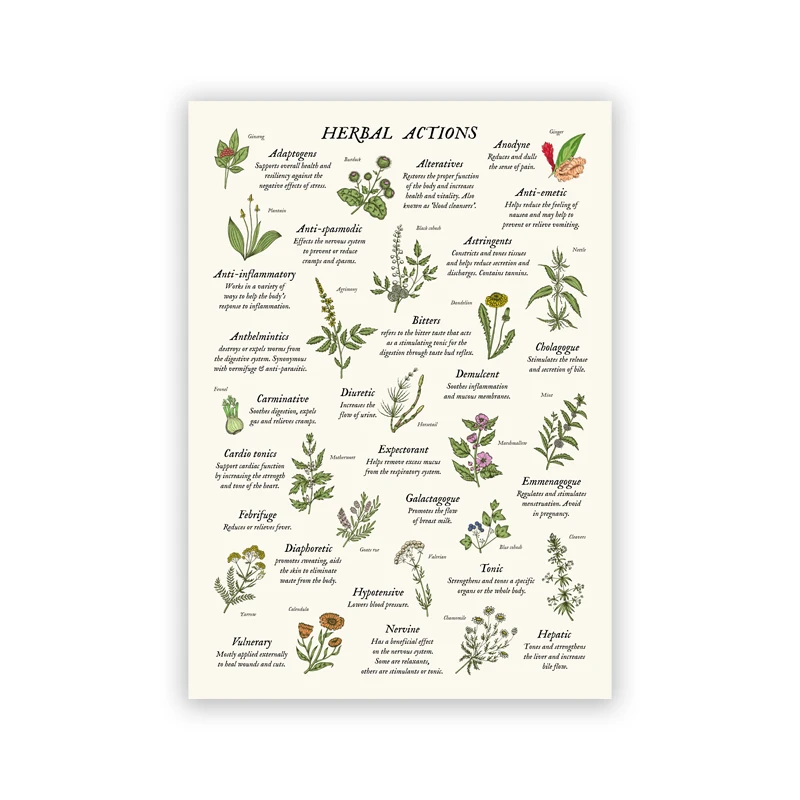 Plakat botaniczny vintage - zioła w stylu aptekarskim Zielony