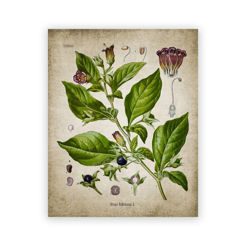 Plakat botaniczny vintage - zioła w stylu aptekarskim żółty