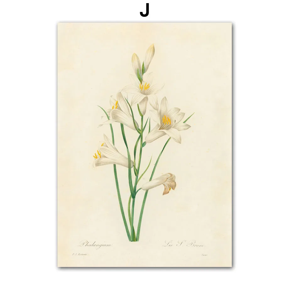 Plakat z dzikimi kwiatami - piwonia, róża, lilia Czerwony
