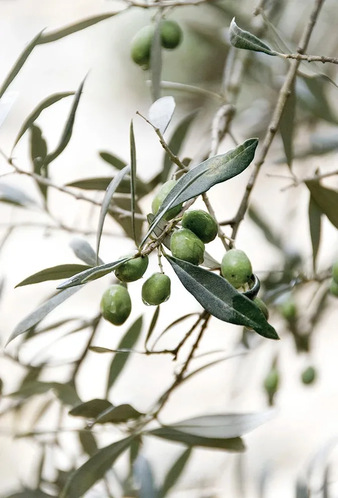 Plakat z gałązką drzewa oliwnego Jasny