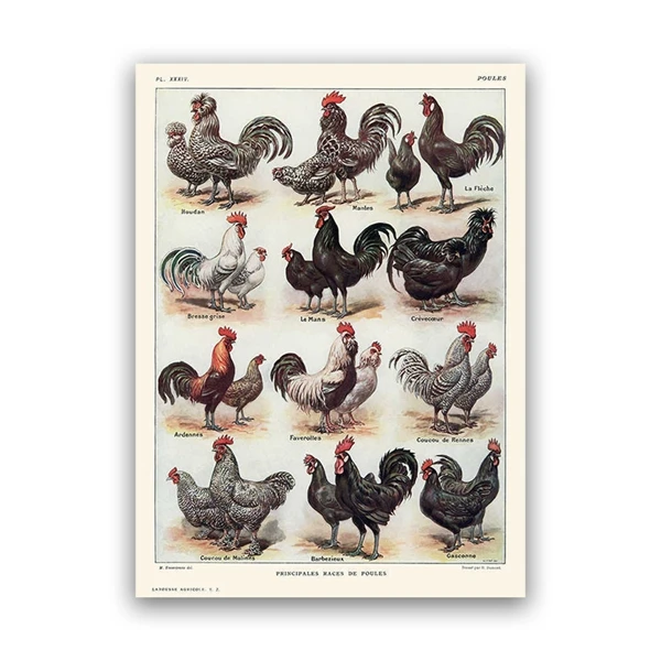 Plakat kury i koguty rasy vintage Biały