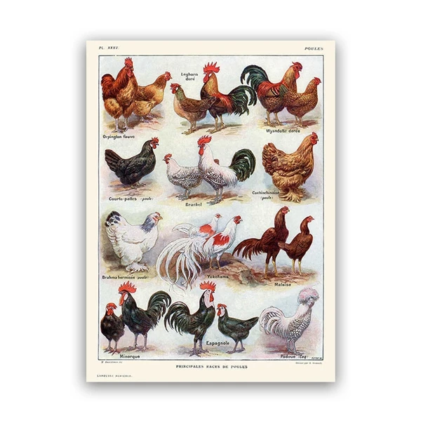 Plakat kury i koguty rasy vintage żółty