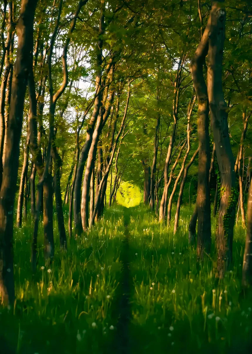 Plakat las i słońce zielony krajobraz Zielony