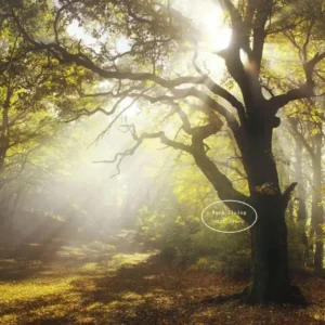 Zielony las z wodospadem - plakat natura na płótnie Fioletowy/фиолетовый