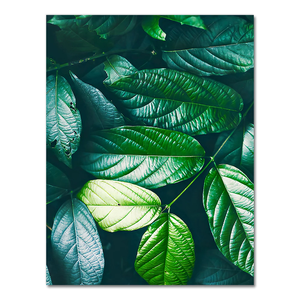 Plakat z liściem palmy monstera w stylu nordyckim Czerwony