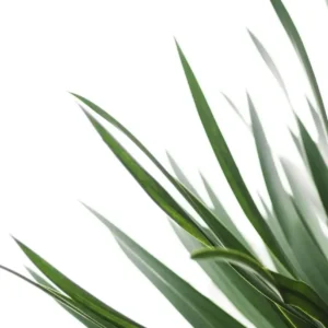 Monstera Deliciosa – minimalistyczny plakat botaniczny Biały