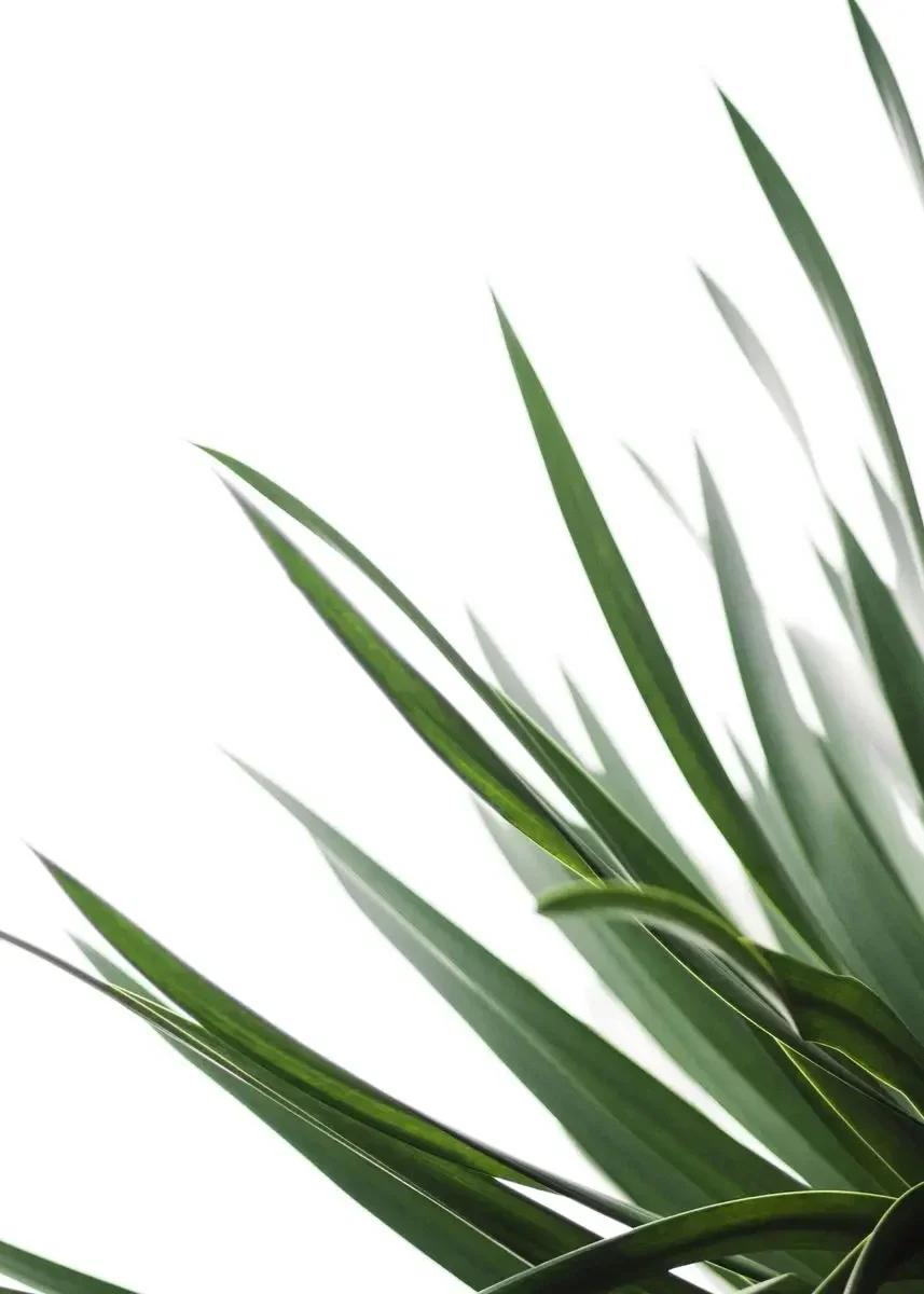 Monstera Deliciosa – minimalistyczny plakat botaniczny Biały