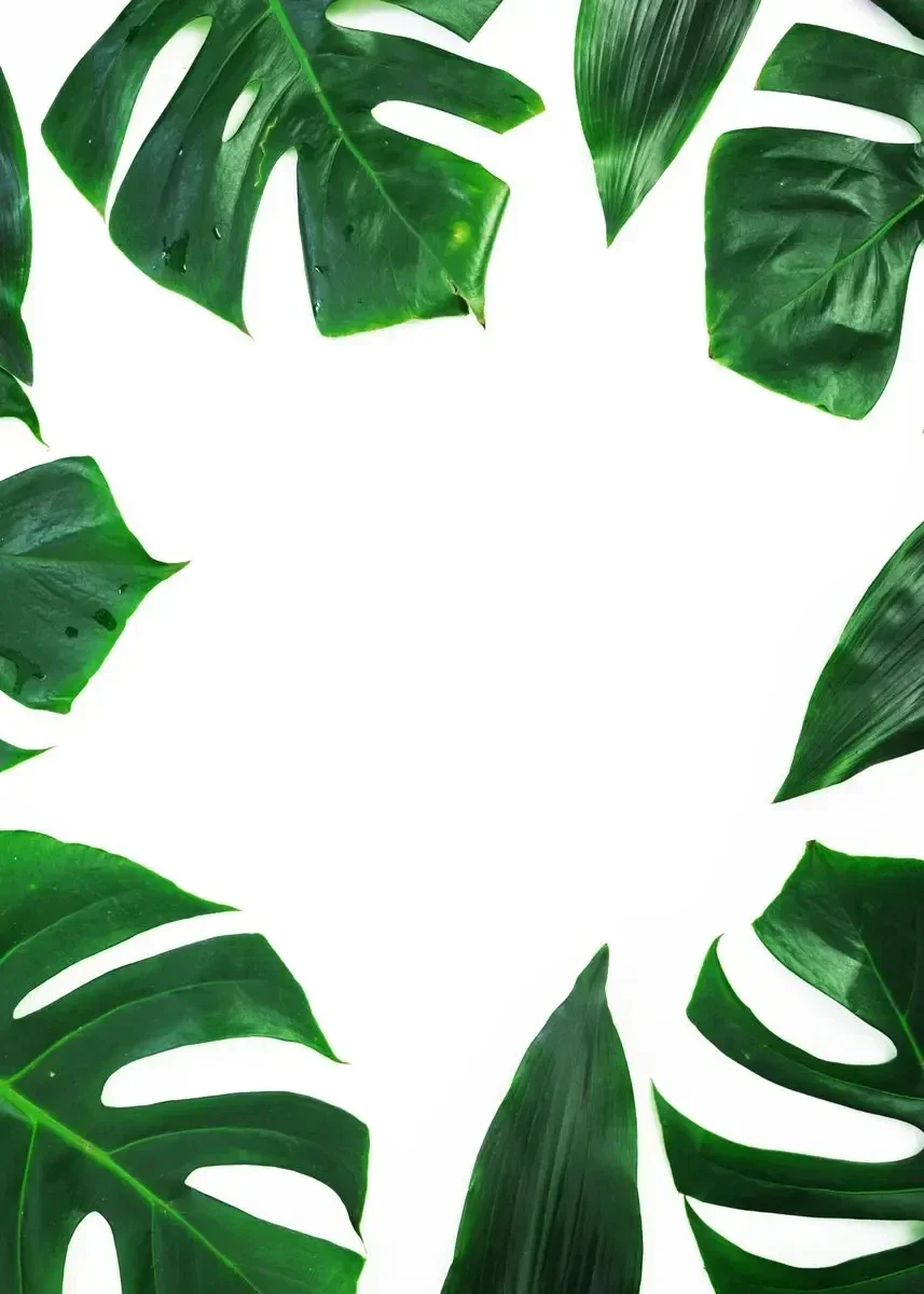 Monstera Deliciosa – minimalistyczny plakat botaniczny Czerwony