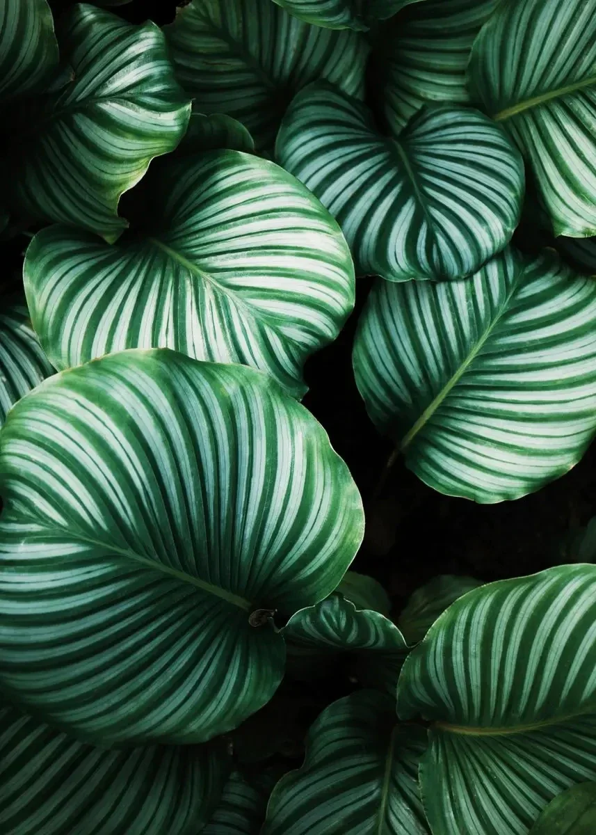 Monstera Deliciosa – minimalistyczny plakat botaniczny Fioletowy/фиолетовый