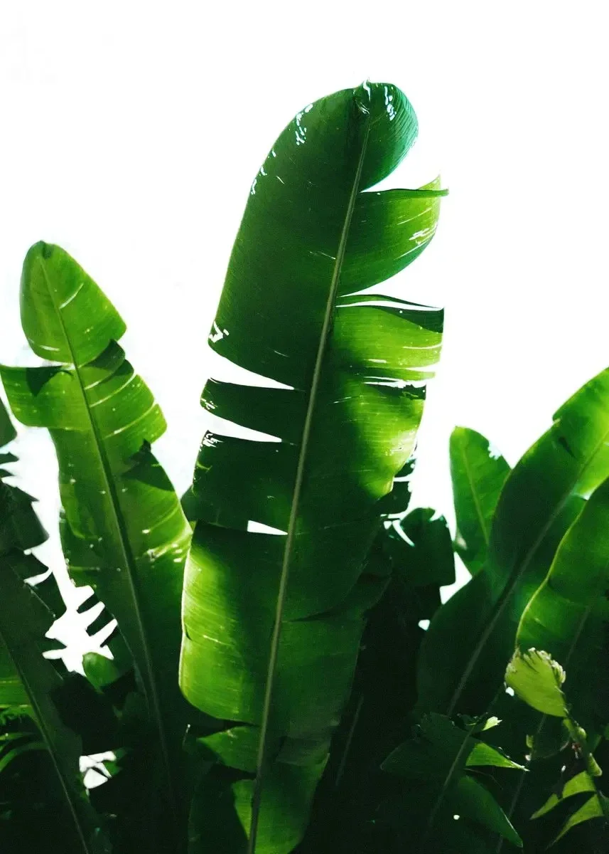 Monstera Deliciosa – minimalistyczny plakat botaniczny Jasnozielony