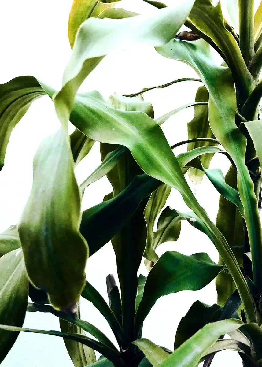 Monstera Deliciosa – minimalistyczny plakat botaniczny Jasnożółty