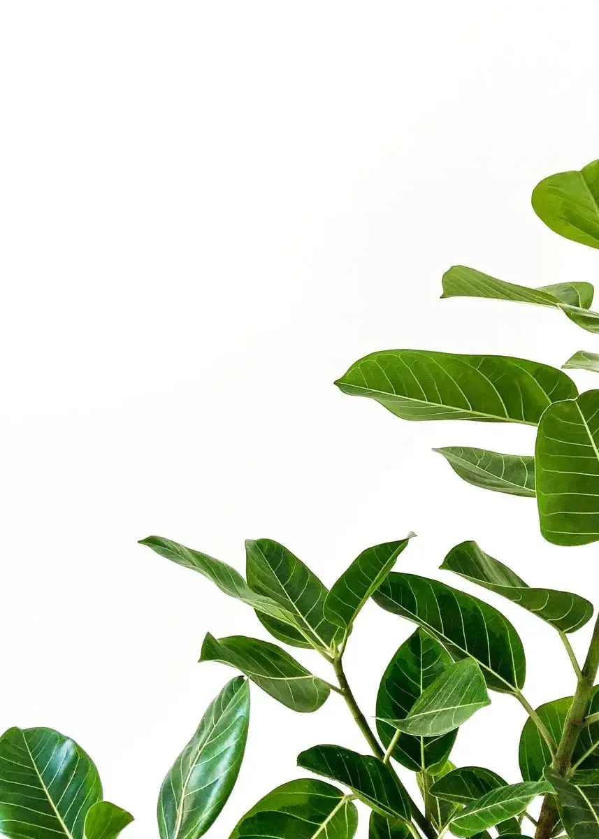 Monstera Deliciosa – minimalistyczny plakat botaniczny Niebieski