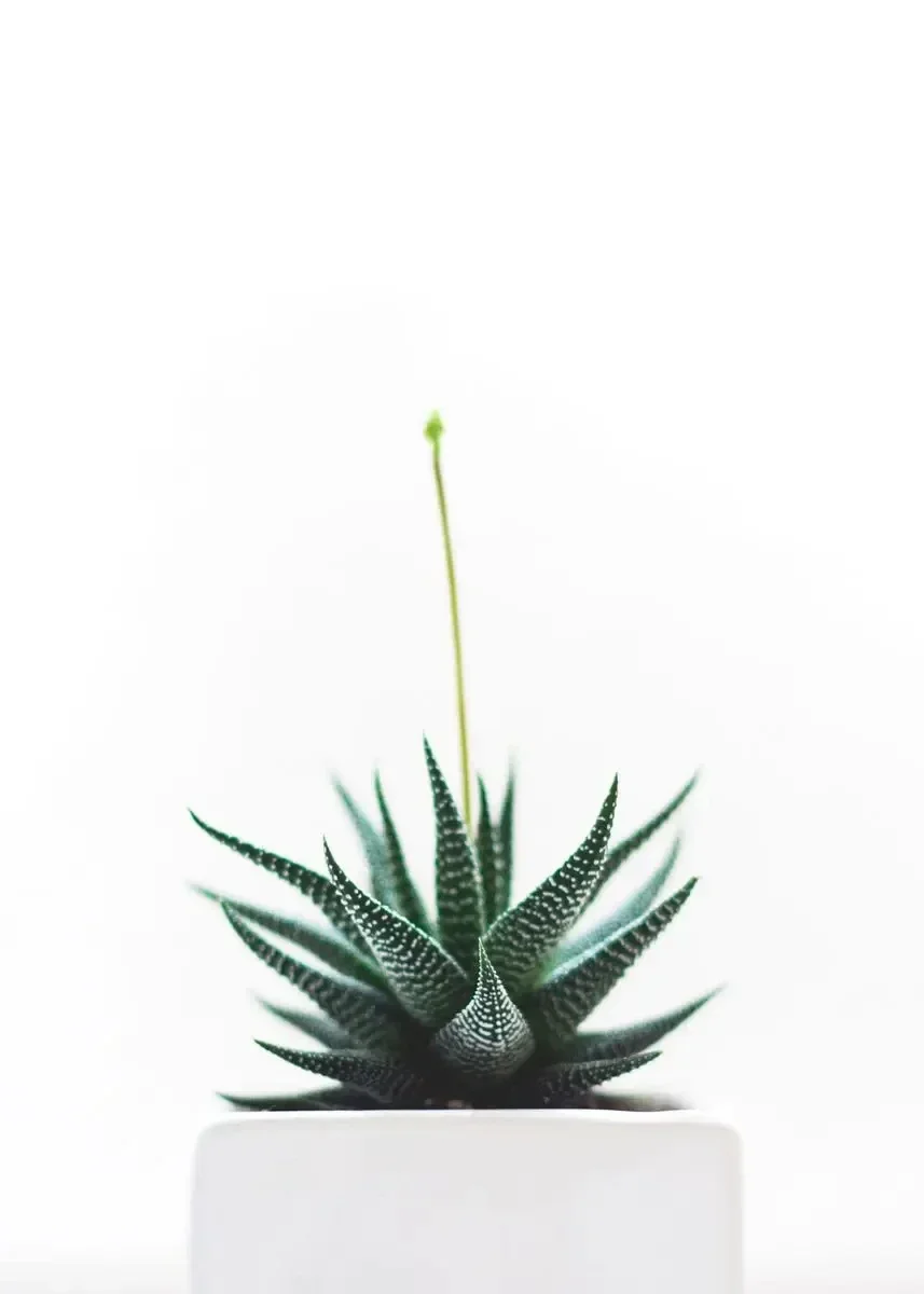 Monstera Deliciosa – minimalistyczny plakat botaniczny Pomarańczowy