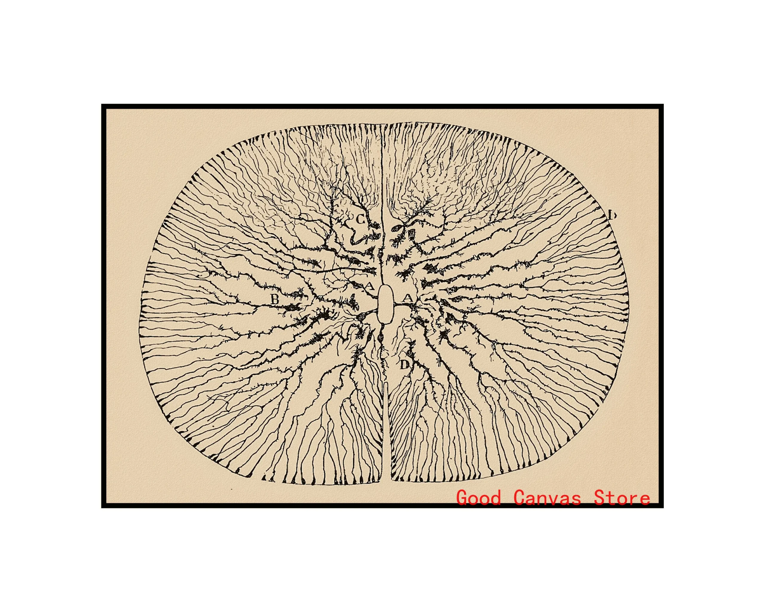Neurony mózgu - plakat anatomiczny vintage Ciemny szary