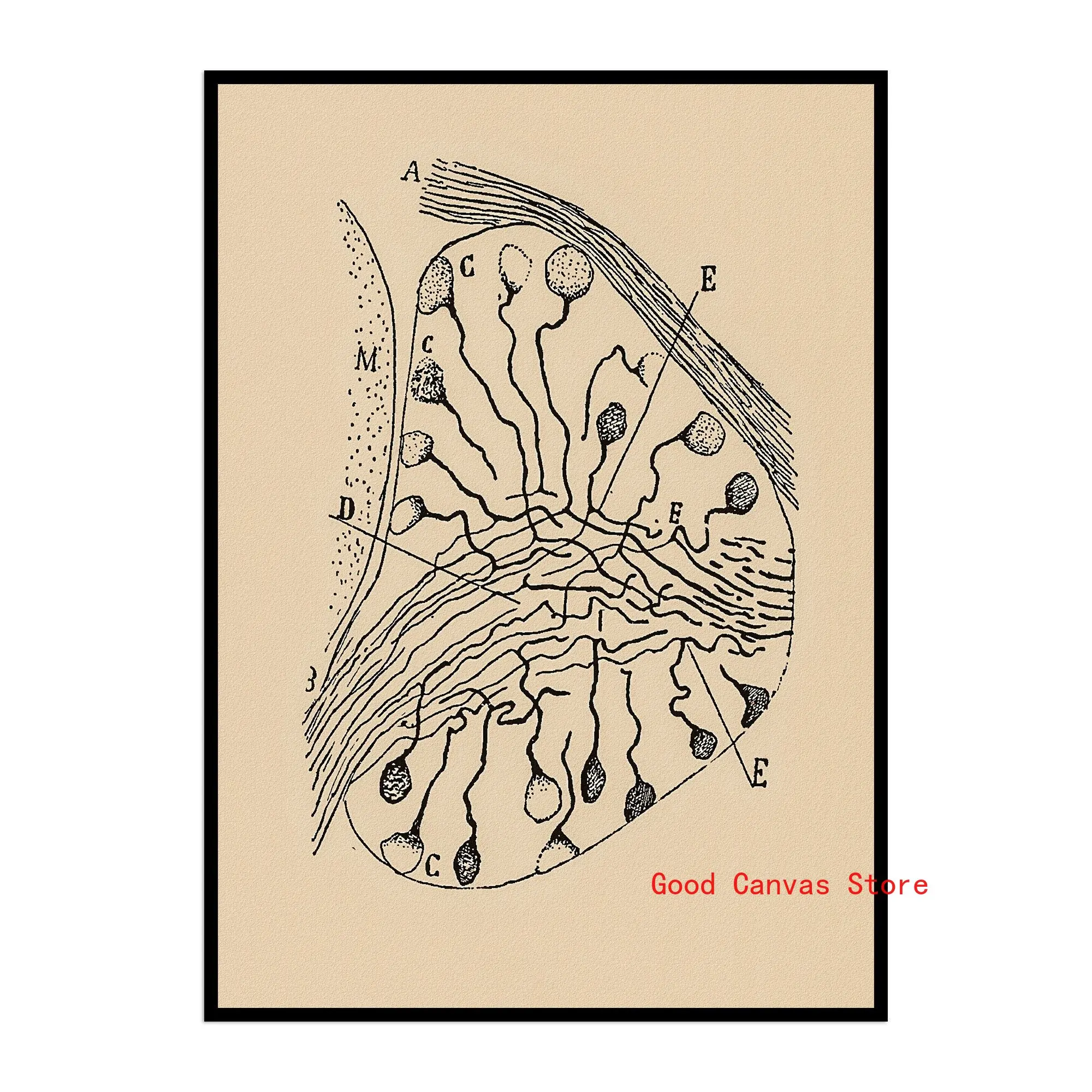 Neurony mózgu - plakat anatomiczny vintage Czarny