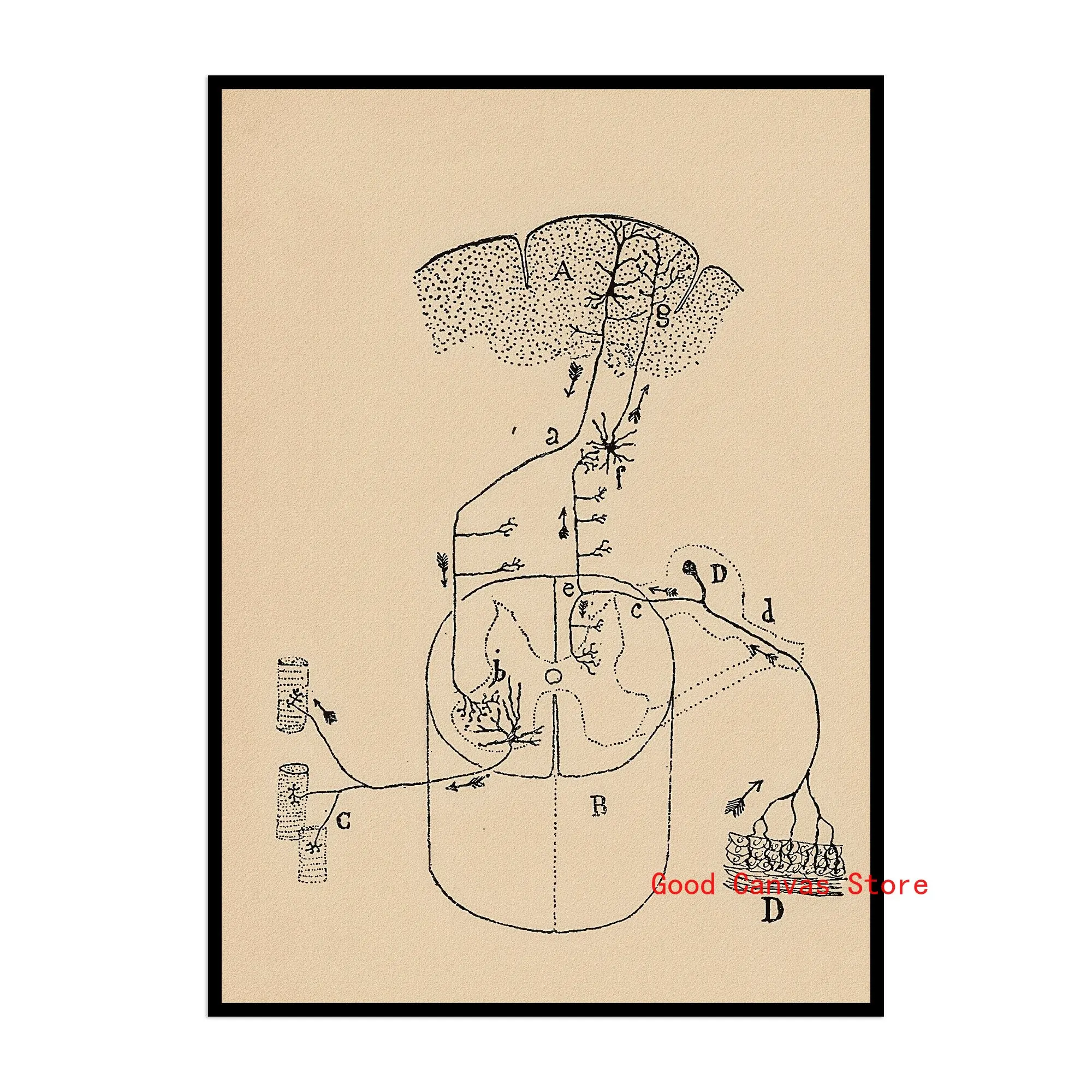 Neurony mózgu - plakat anatomiczny vintage Fioletowy/фиолетовый
