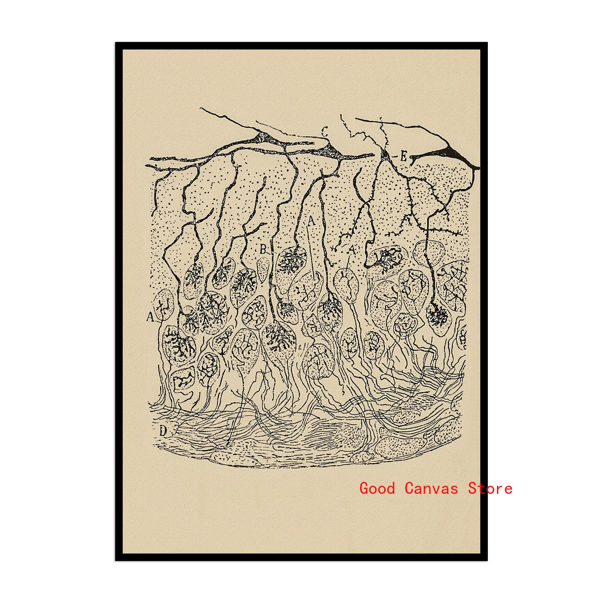 Neurony mózgu - plakat anatomiczny vintage Jasnoszary