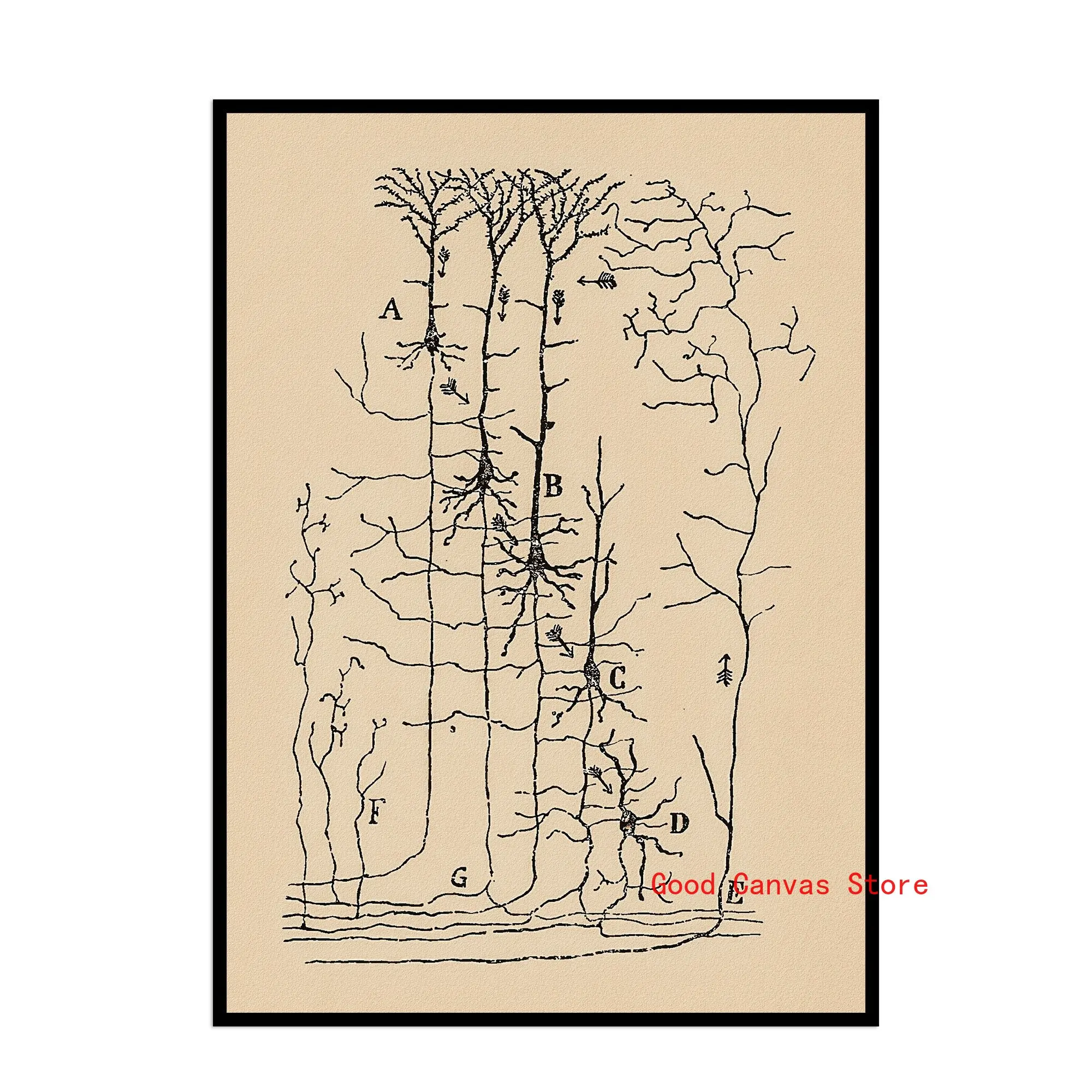 Neurony mózgu - plakat anatomiczny vintage Jasny