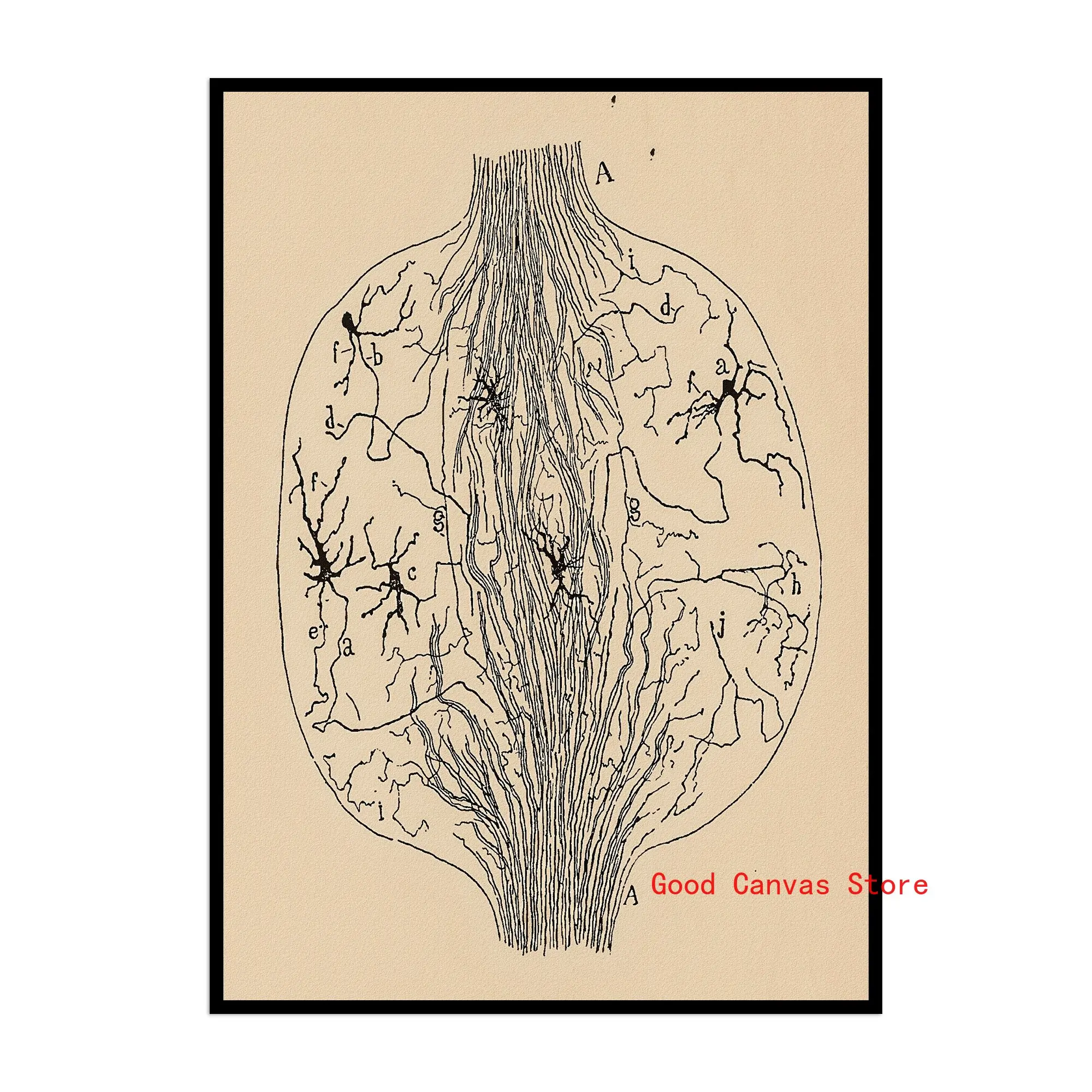 Neurony mózgu - plakat anatomiczny vintage Wielo