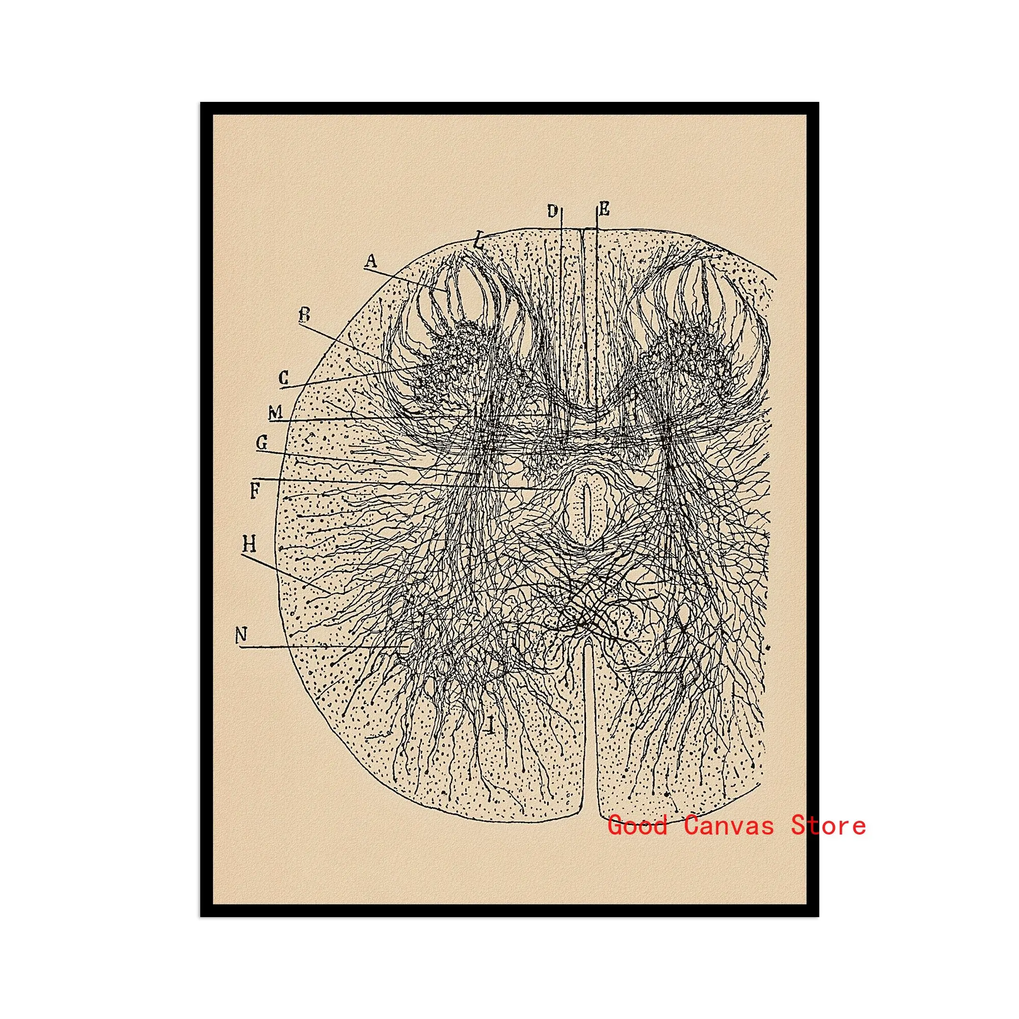 Neurony mózgu - plakat anatomiczny vintage Zielony