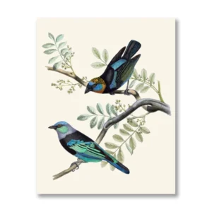 Plakat ptak tanager vintage ilustracja Biały