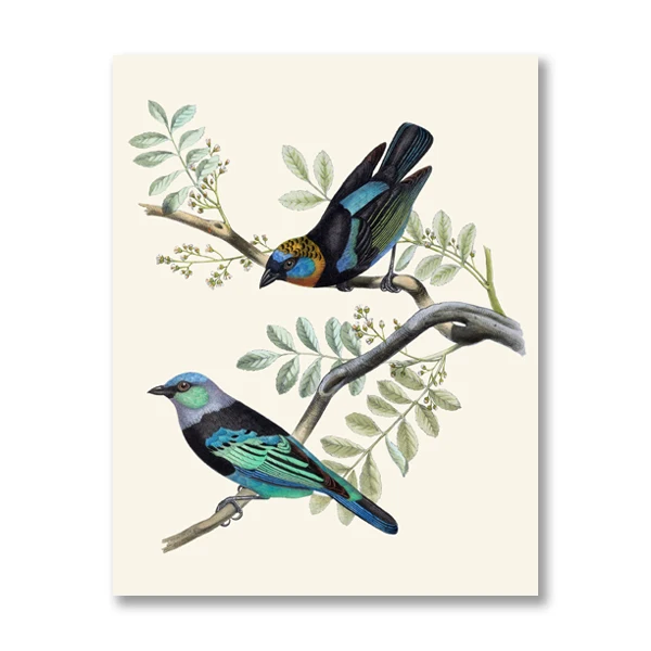 Plakat ptak tanager vintage ilustracja Biały