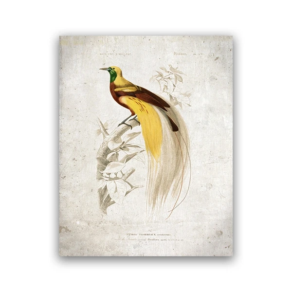 Plakat ptak tanager vintage ilustracja Brązowy
